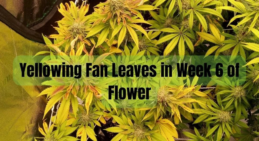Yellowing Fan Leaves in Week 6 of Flower Causes and Solutions