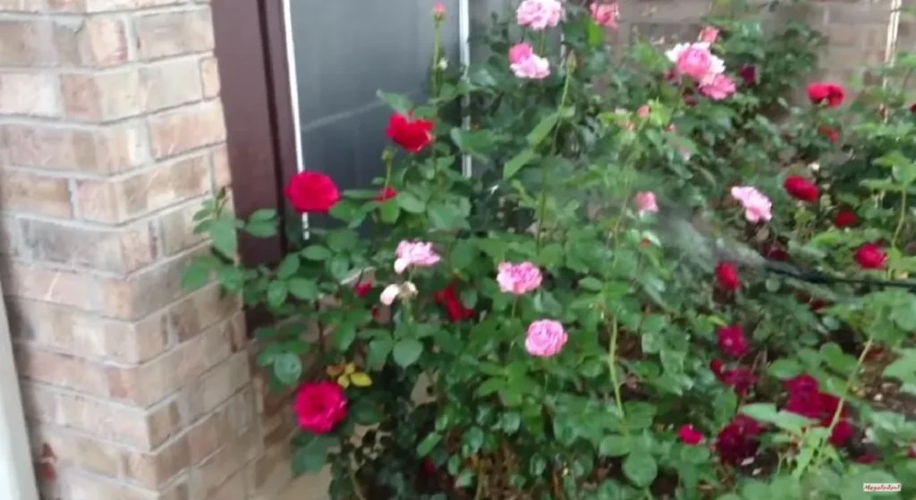 Can You Use Sevin Dust on Roses? A Gardener's Guide to Safe Pest