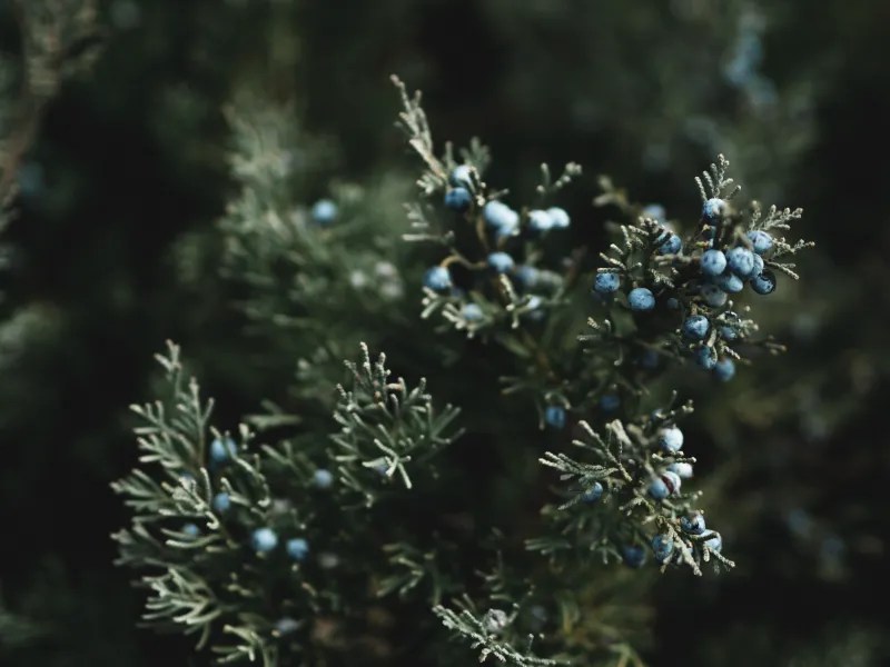 Blue Star Juniper Problems How to Fix Them (Ultimate Guide) Gardening Flow