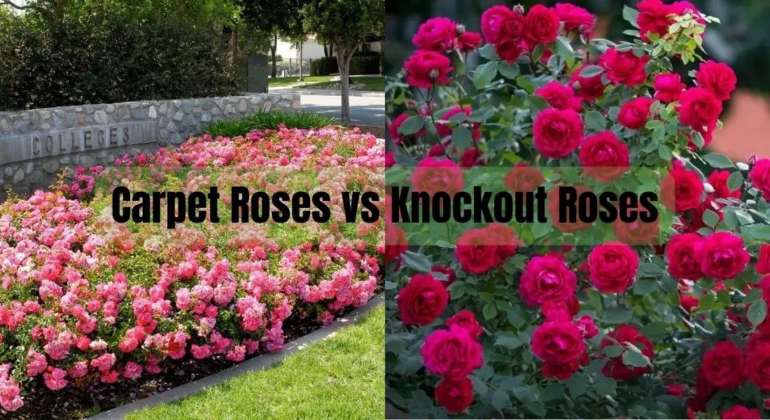 Carpet Roses vs Knockout Roses Which is the Best for Your Garden