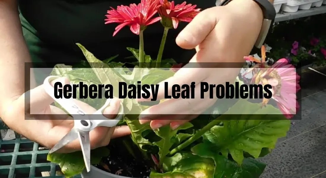 Gerbera Daisy Leaf Problems Common Causes and Solutions Gardening Flow