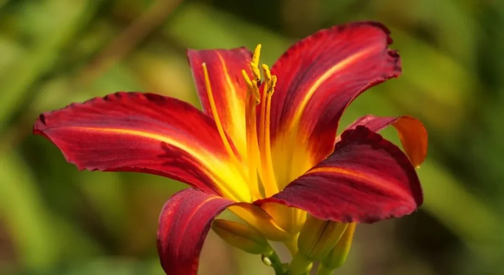 Discovering the Impact Will Vinegar Kill Lilies or Nurture Them? Gardening Flow