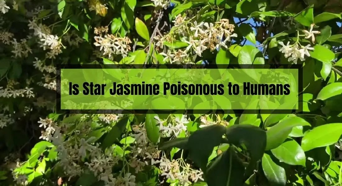 Is Star Jasmine Poisonous to Humans? What You Need to Know Gardening Flow