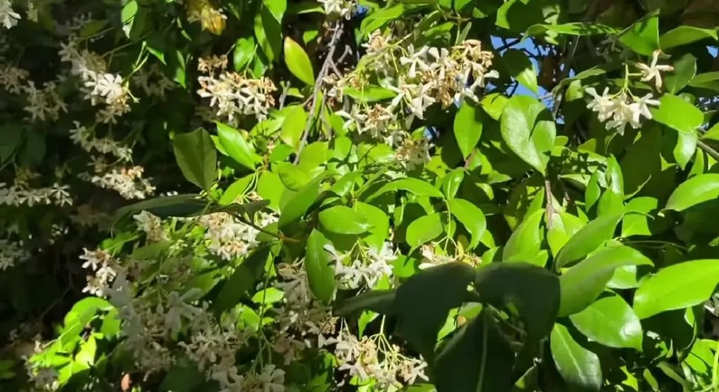 Is Star Jasmine Poisonous to Humans? What You Need to Know Gardening Flow