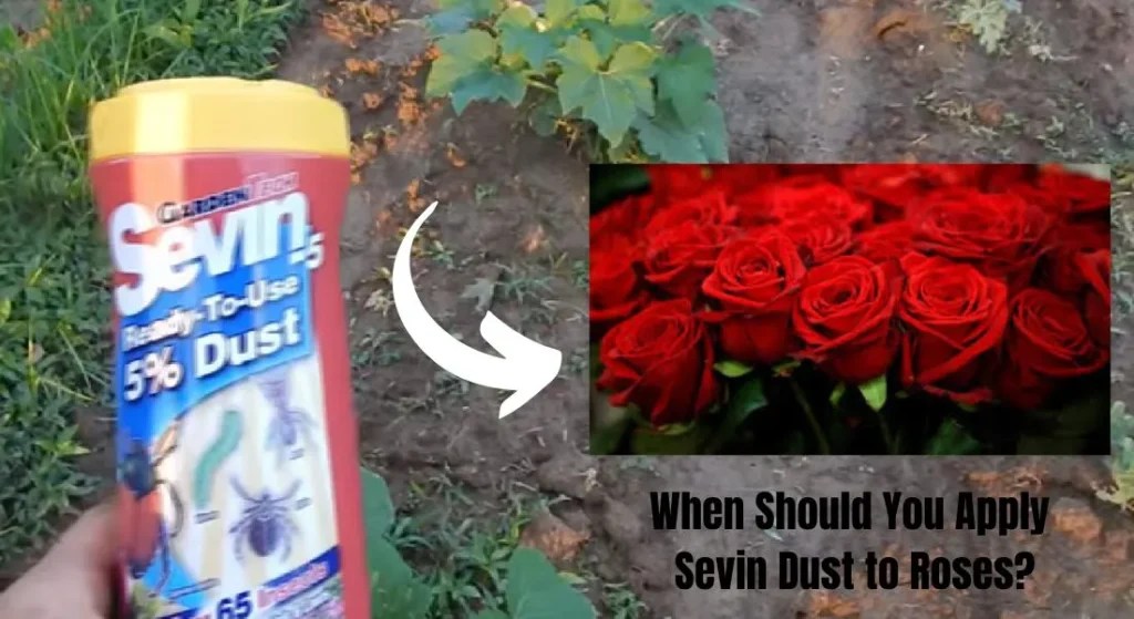 Can You Use Sevin Dust on Roses? A Gardener's Guide to Safe Pest