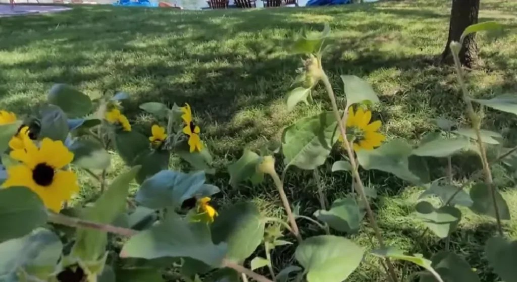 How to Revive Sunflowers in a Vase Simple Tips for a Longer Lifespan