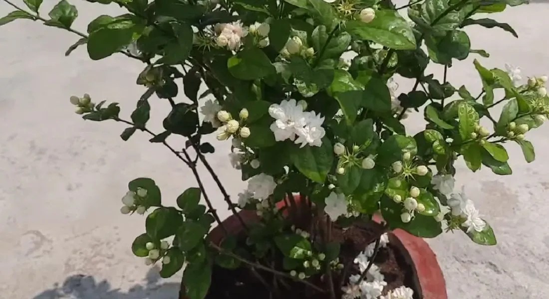 Is Jasmine Toxic to Humans? Here's What You Need to Know Gardening Flow