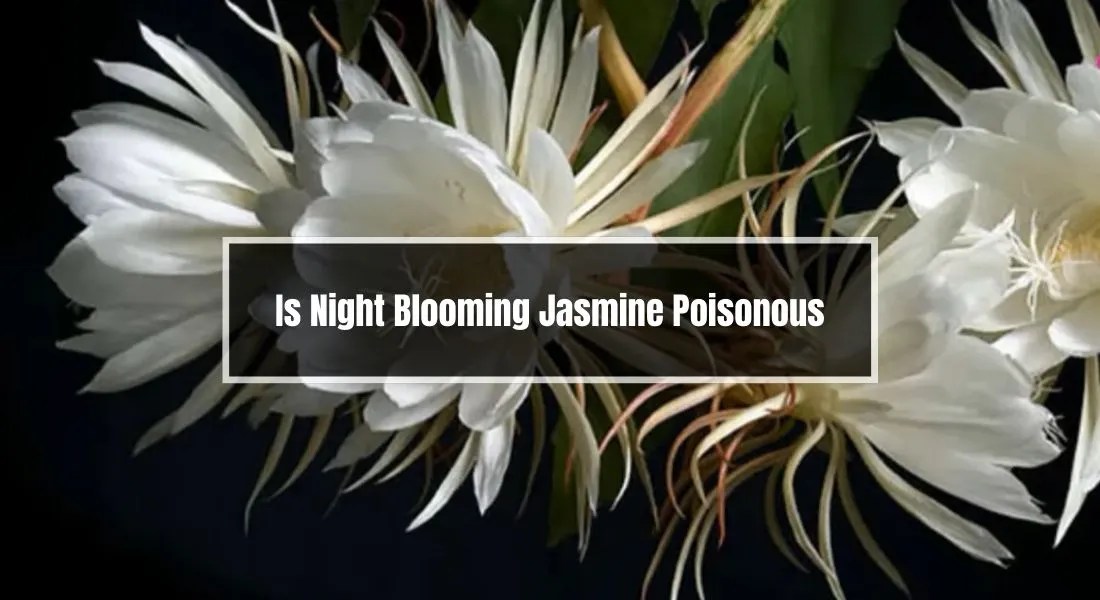 Is Night Blooming Jasmine Poisonous? Unravel the Truth Now Gardening Flow