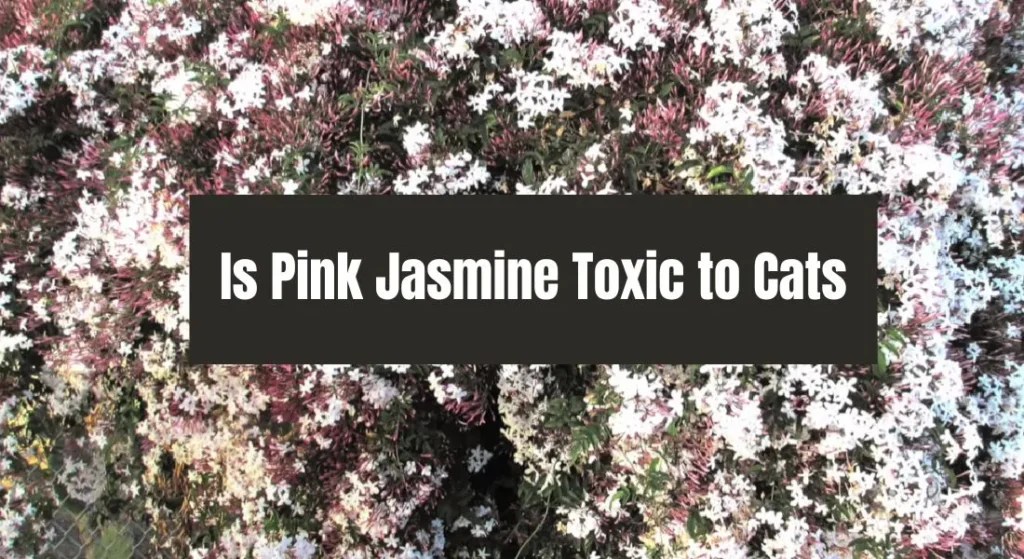 Is Pink Jasmine Toxic to Cats? What Every Cat Owner Should Know