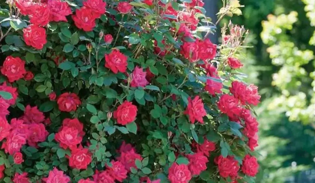 Oso Easy Roses vs Knockout Roses Which is the Better Choice