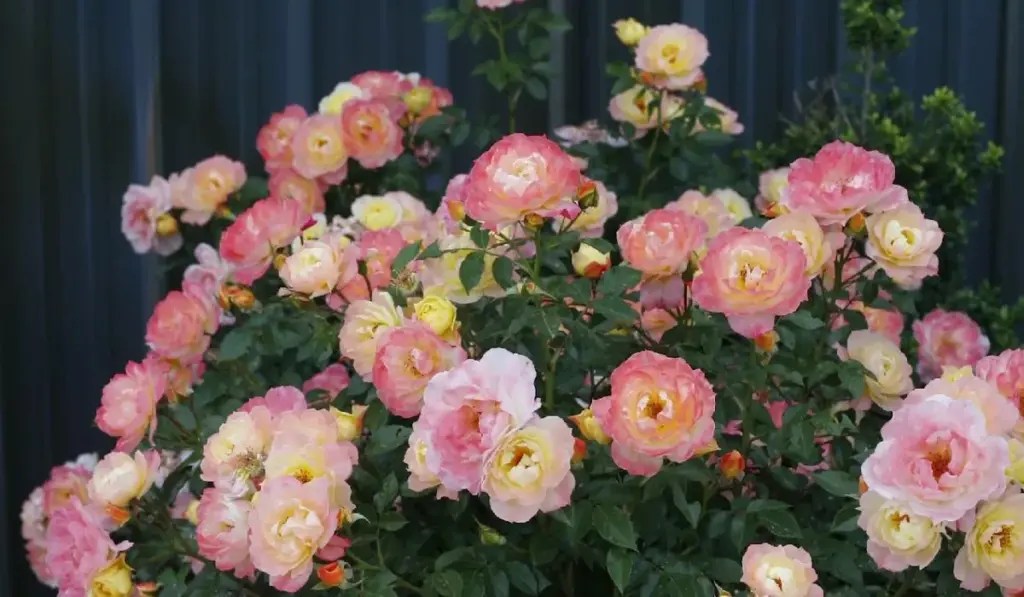 Oso Easy Roses vs Knockout Roses Which is the Better Choice
