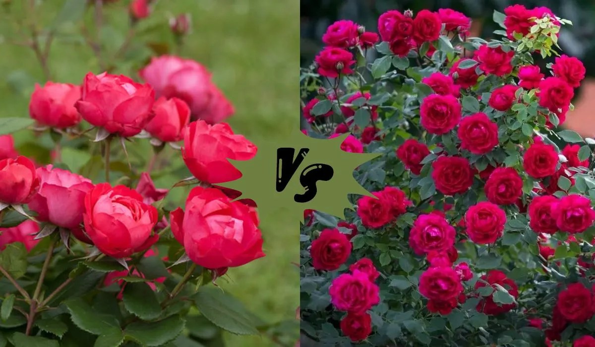 Oso Easy Roses vs Knockout Roses Which is the Better Choice