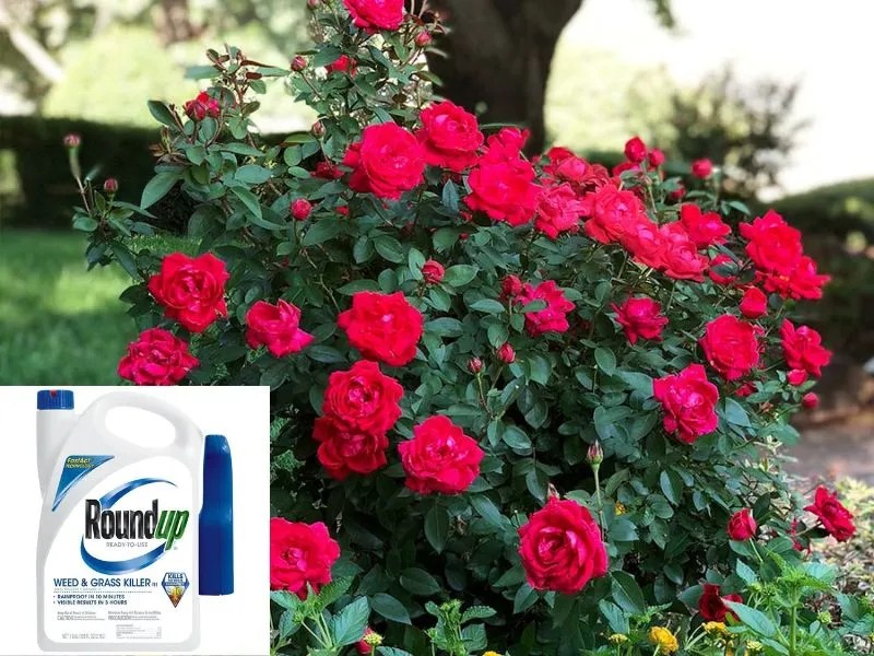 Understanding Roundup's Impact on Rose Bushes Will It Kill Them