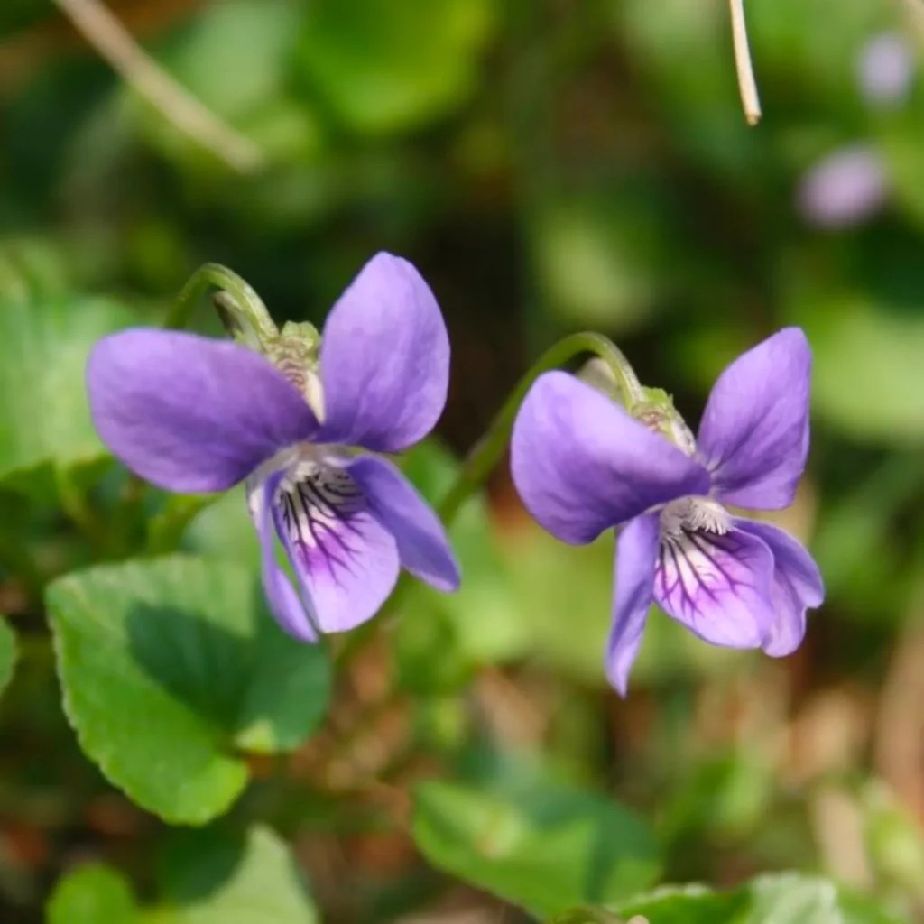 Sweet Violet vs Dog Violet A Comparative Guide to These Wildflower