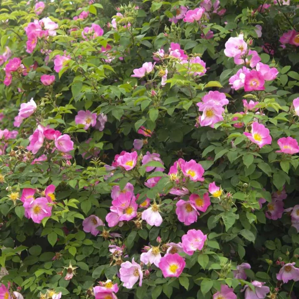 Heirloom Roses A Guide to Growing and Caring for These Beautiful