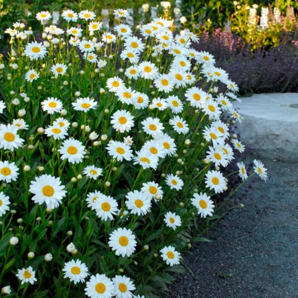 Marguerite Daisy vs Shasta Daisy Which One is Right for Your Garden