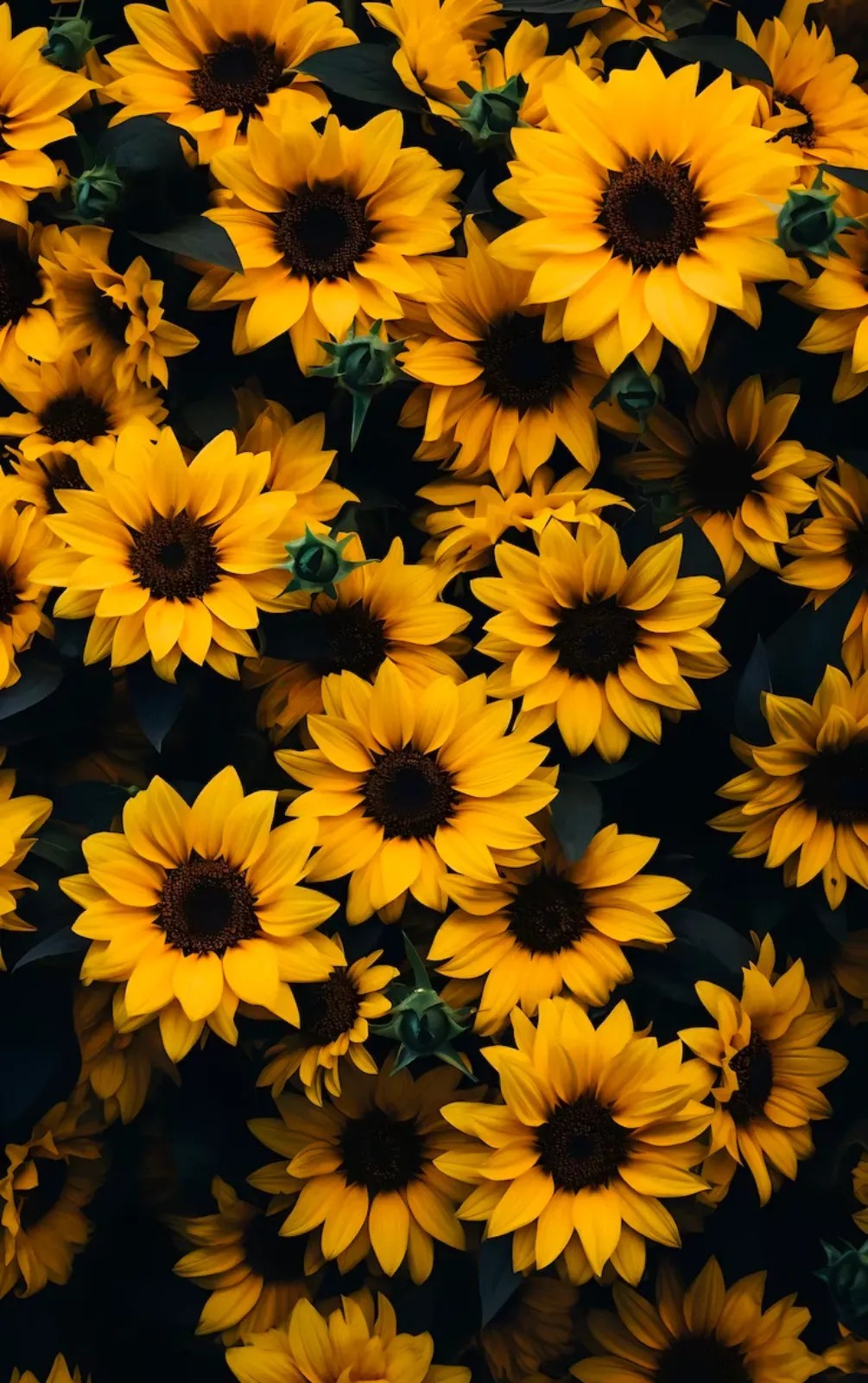 The Ultimate Sunflower vs Dandelion Showdown Which Wins Your Garden