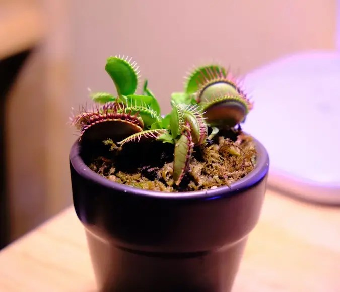 How to Grow Venus Flytrap From Seeds in 2023? The Easy Way