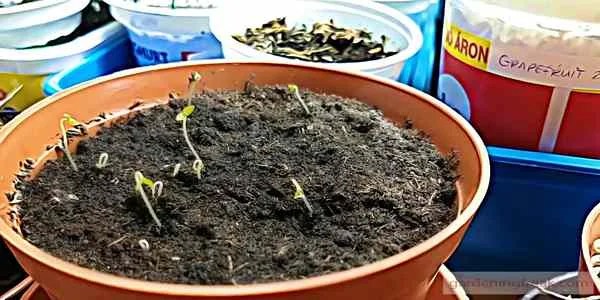 How to grow and plant ground cherries