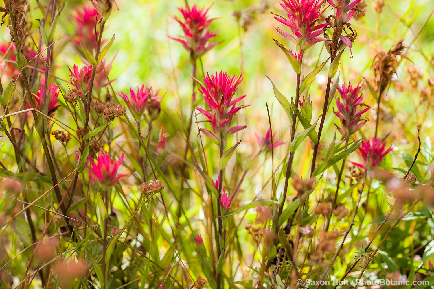 Wild Flowers in Wild Meadows