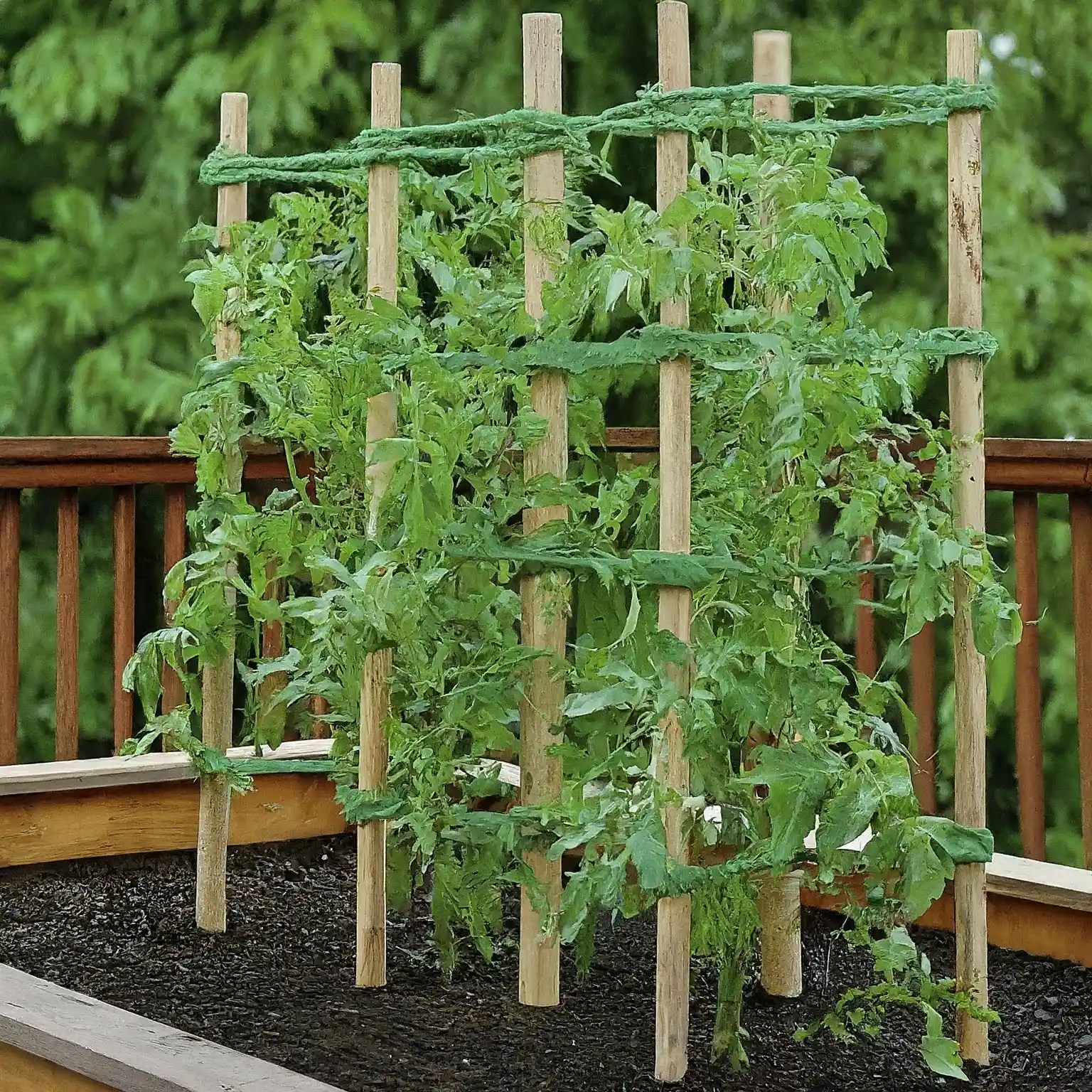 The Best Twine For Tomato Trellis A Comprehensive Guide