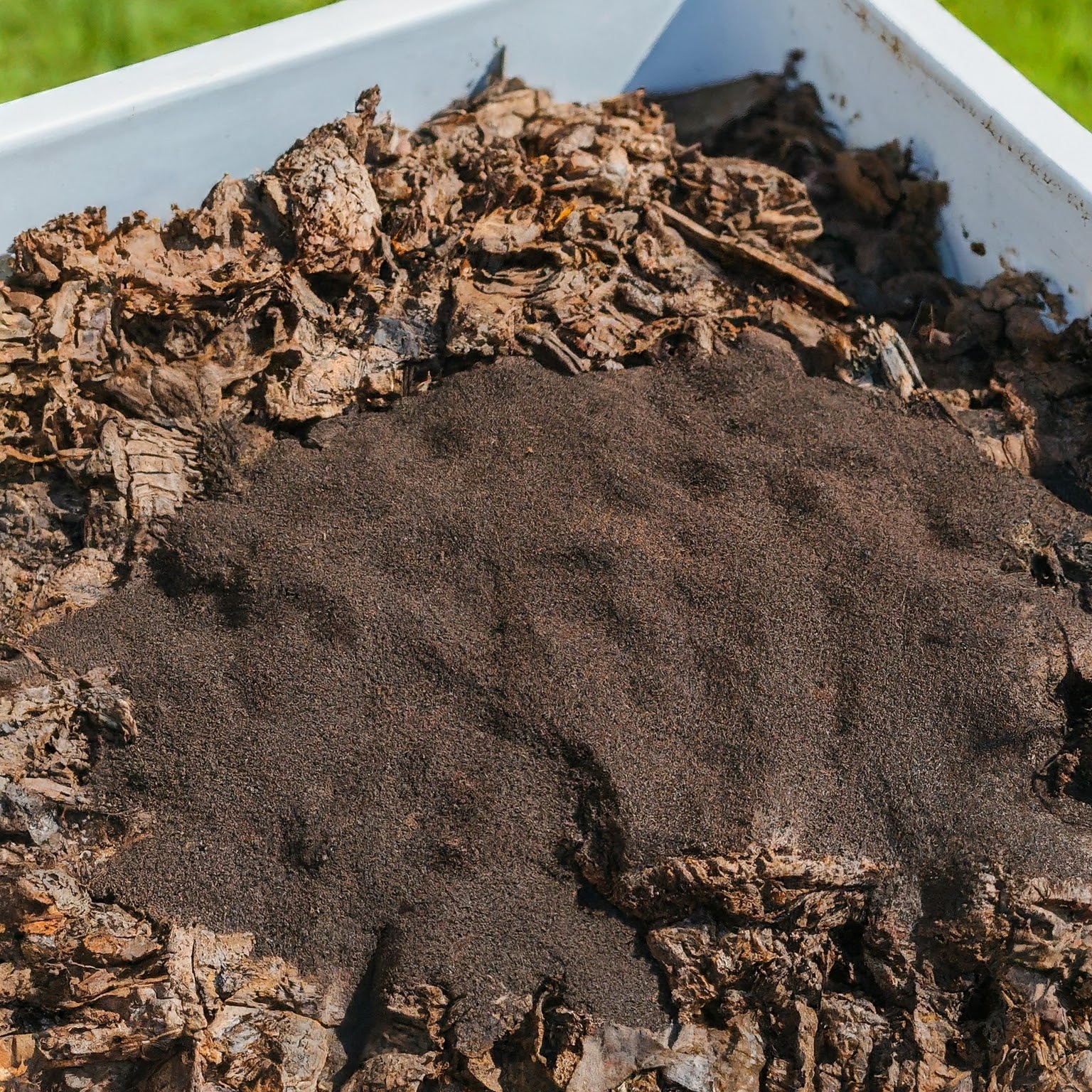 Using Coffee Grounds In Your Garden Do Apple Trees Benefit?