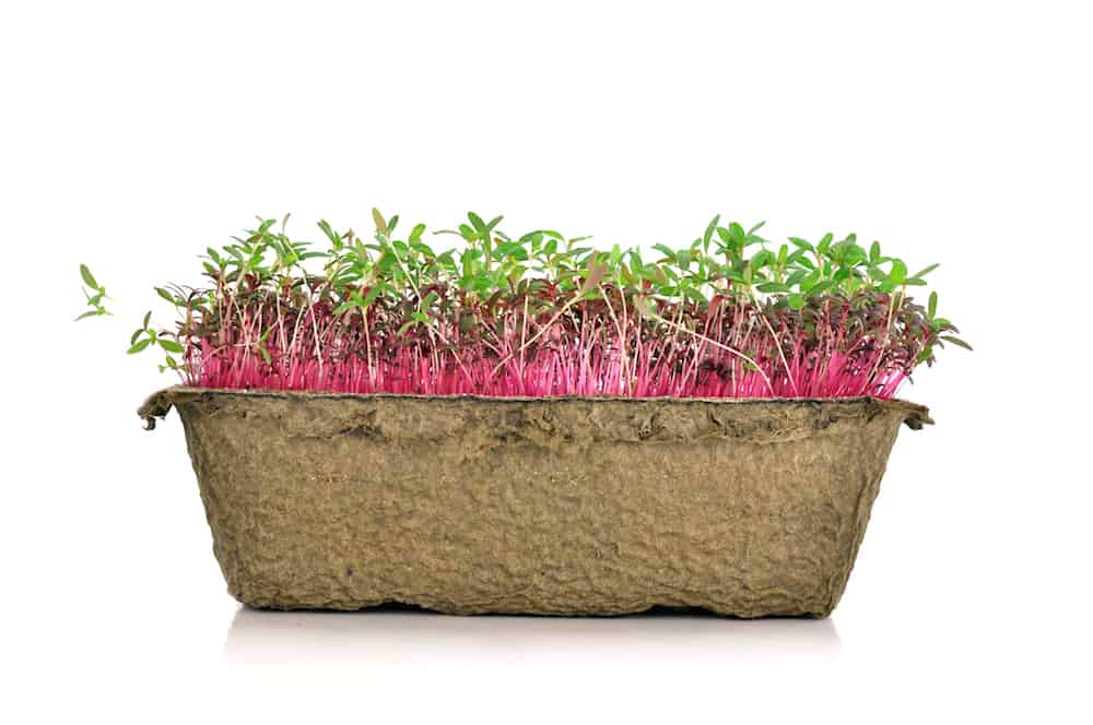 Best Seeds For Microgreens The Ultimate Guide Gardening Heavn