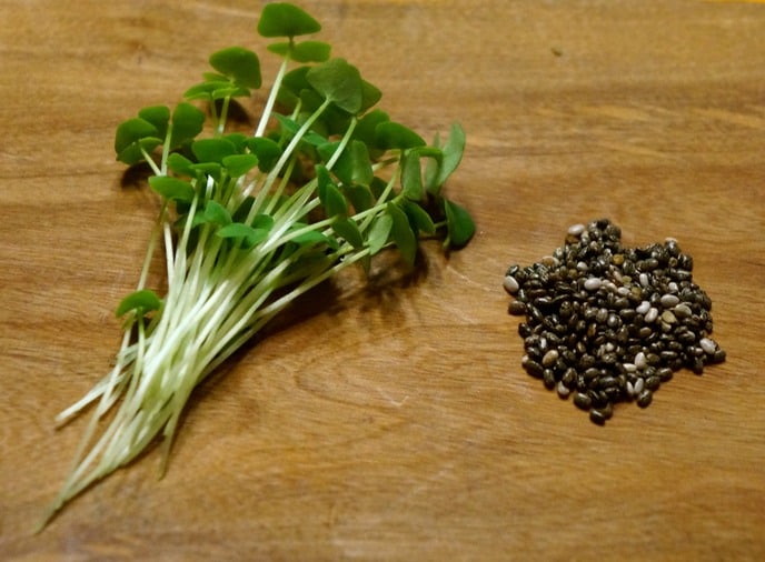 Best Seeds For Microgreens The Ultimate Guide Gardening Heavn