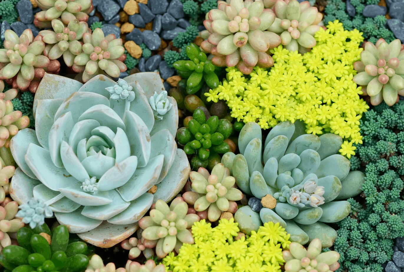 How to Save an Overwatered Succulent? a Practical Guide