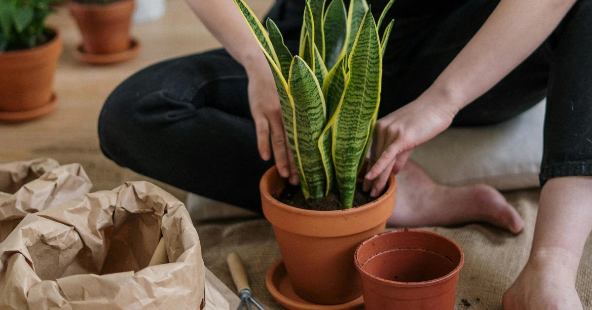 7 Sansevieria Care Secrets Pros Don't Want You to Know