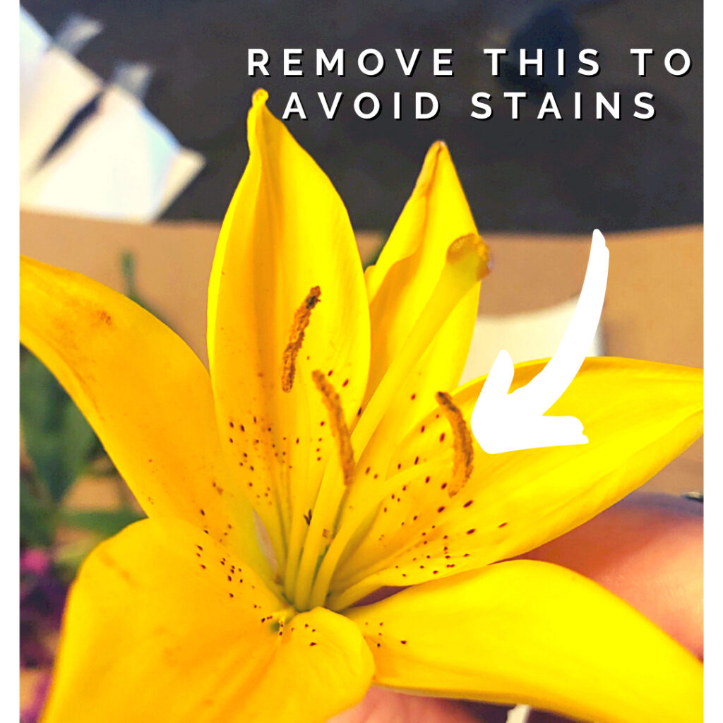 How Do You Press Flowers Quickly Gardening In Canada