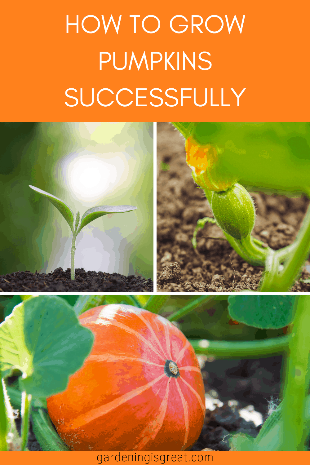 List Of 10+ How Much Sun Do Pumpkins Need