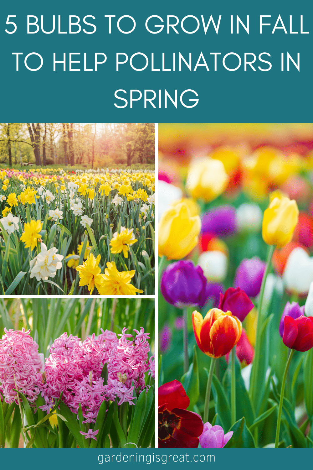 5 Bulbs to Plant in Fall to Help Pollinators in Spring Gardening is Great