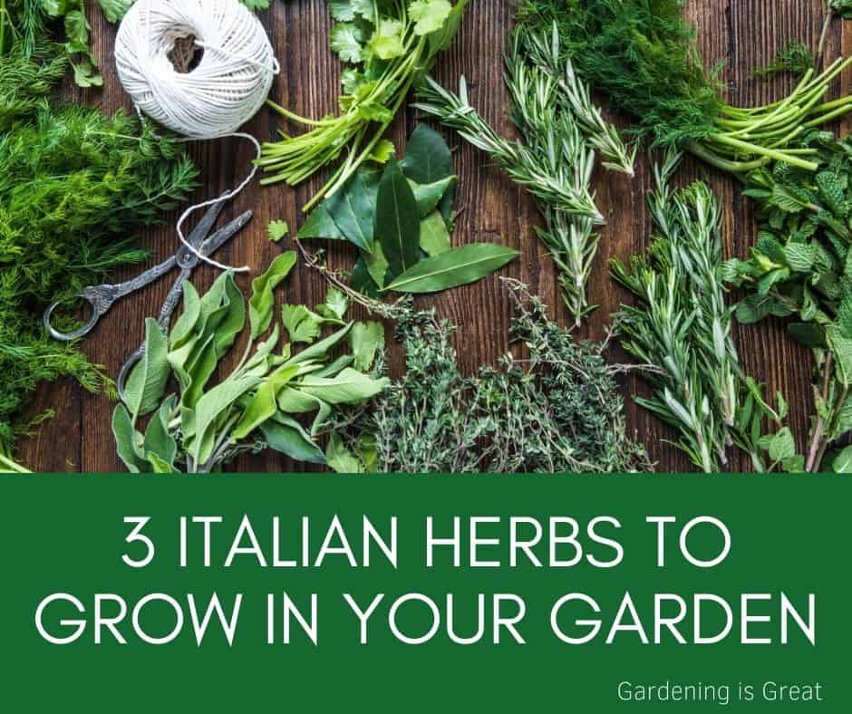 3 Herbs To Grow For Your Italian Herb Garden Gardening is Great
