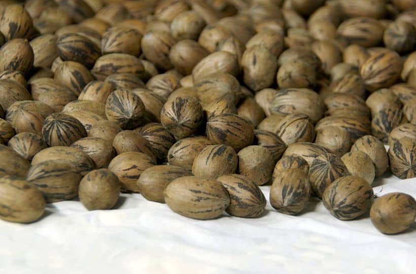 How To Harvest Pecans Gardening is Great