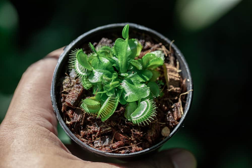Should You Cut Off Black Venus Fly Traps?