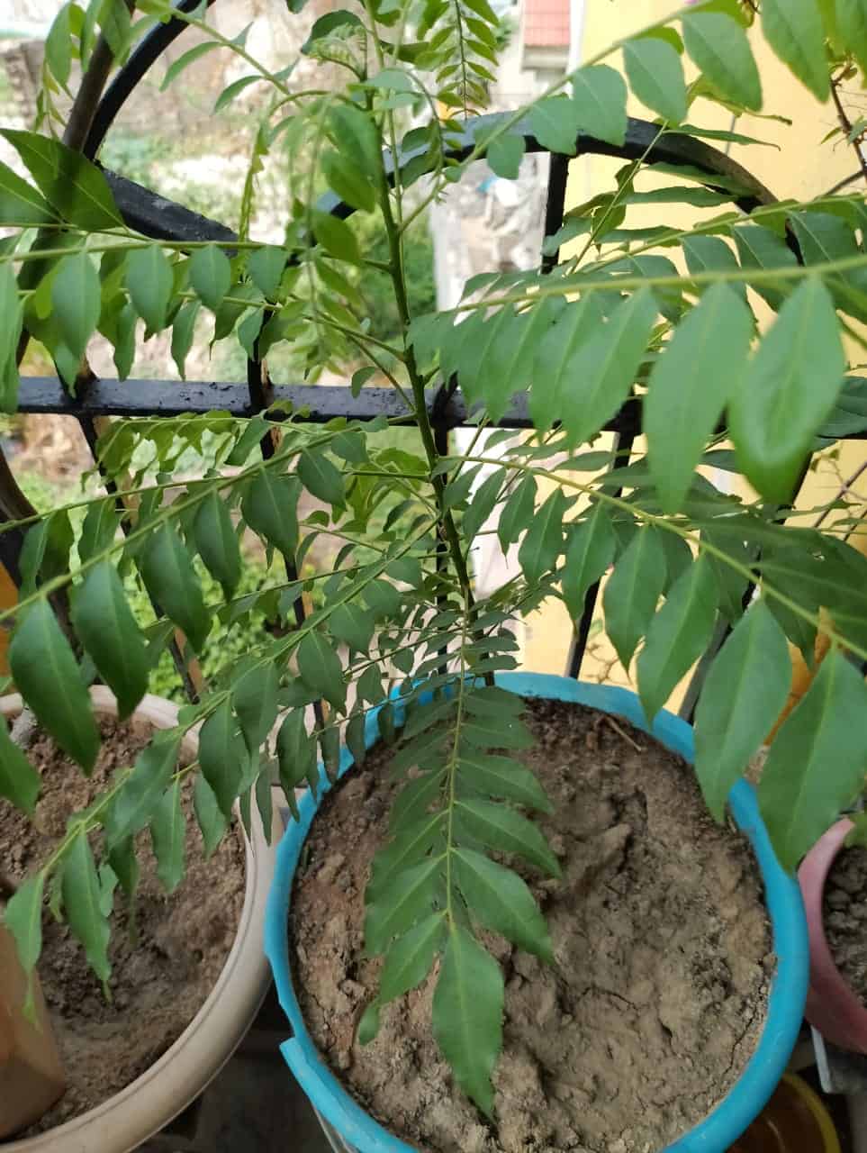 How To Prune Curry Leaf Plant 5 Easy Steps Gardening News, Tips, And