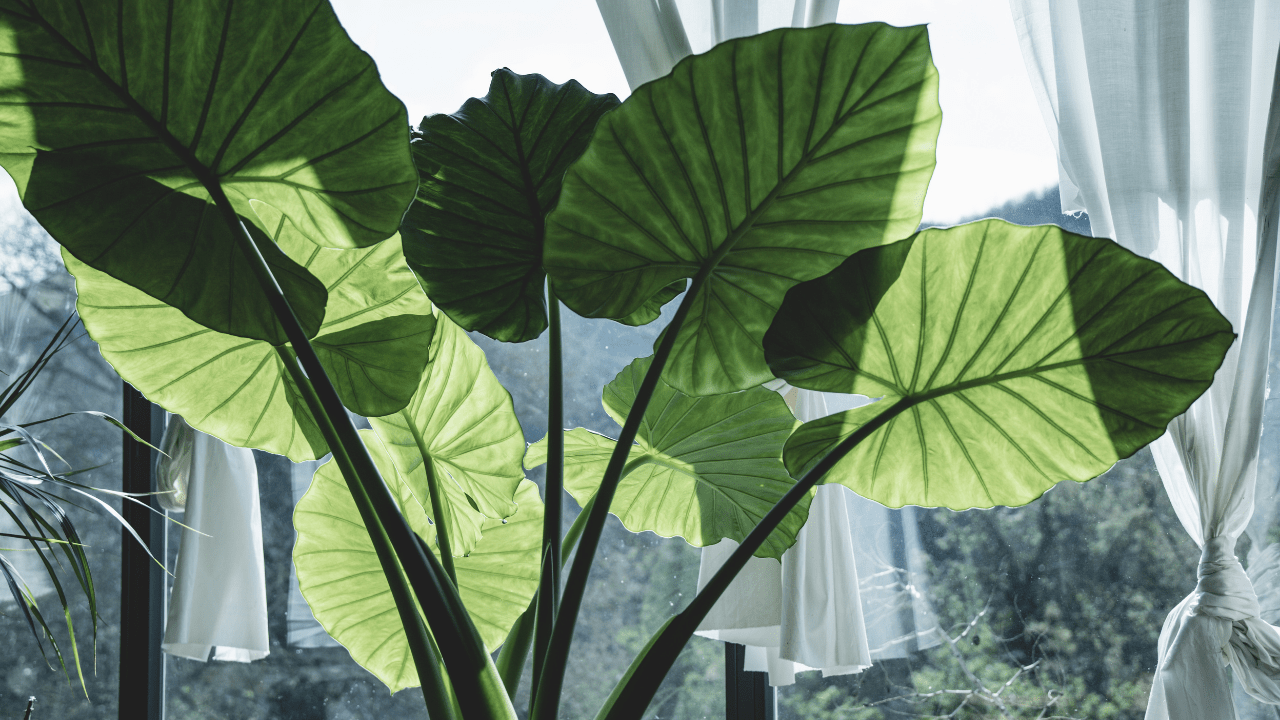 17 Best Elephant Ear Plant Care Indoor Tips + Grow Guide