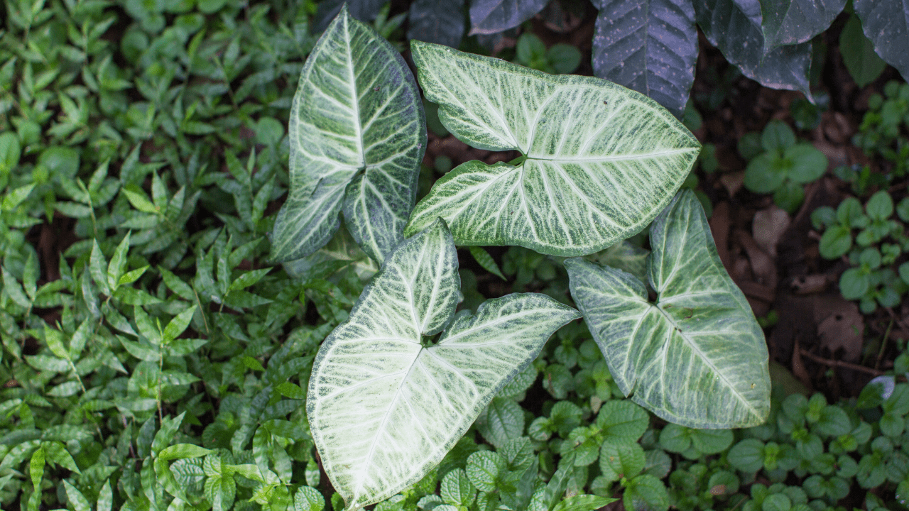 17 Best Elephant Ear Plant Care Indoor Tips + Grow Guide