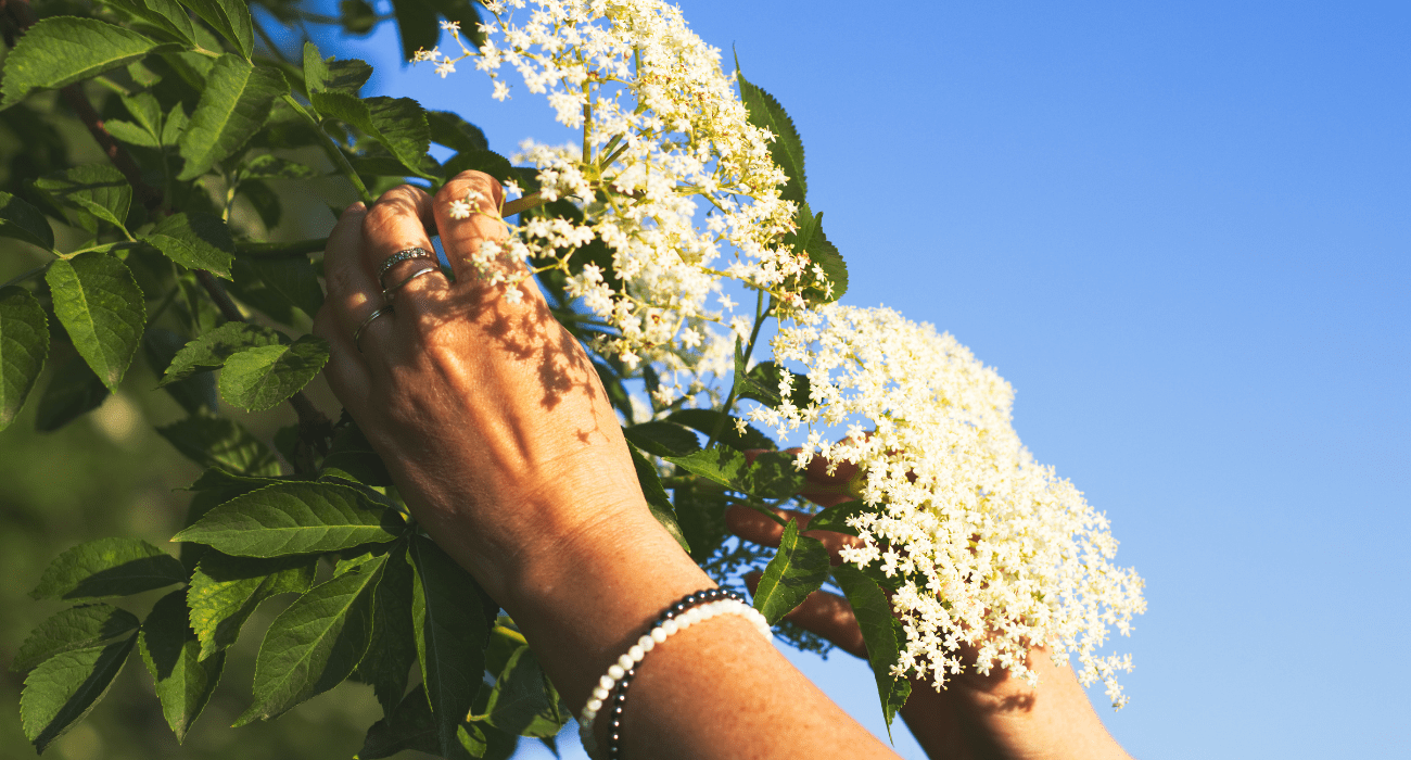 11 Steps For Pruning Elderberries [Beginners Guide]