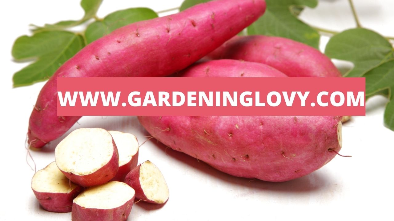 8 Socking Ways How To Store Sweet Potatoes For Longer Use