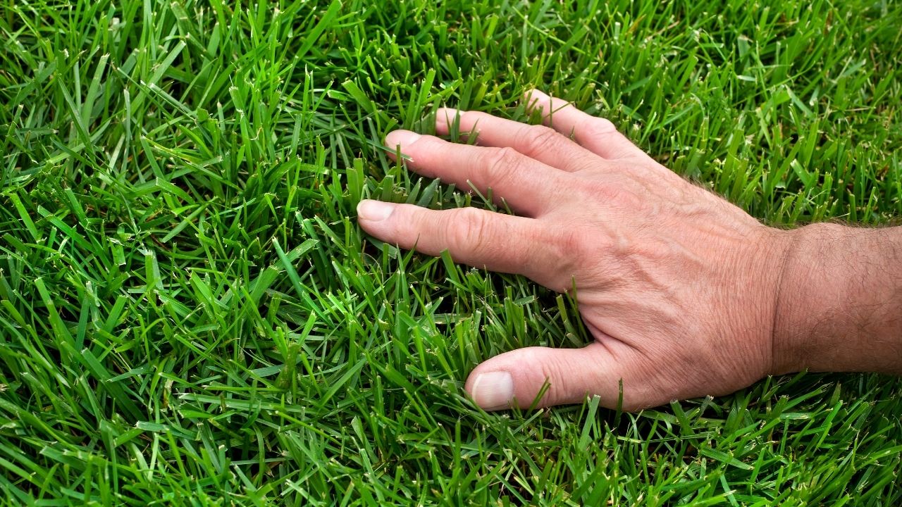 Top 15 Growing Thicker Lush Green Lawn 365 Days A Year Tips