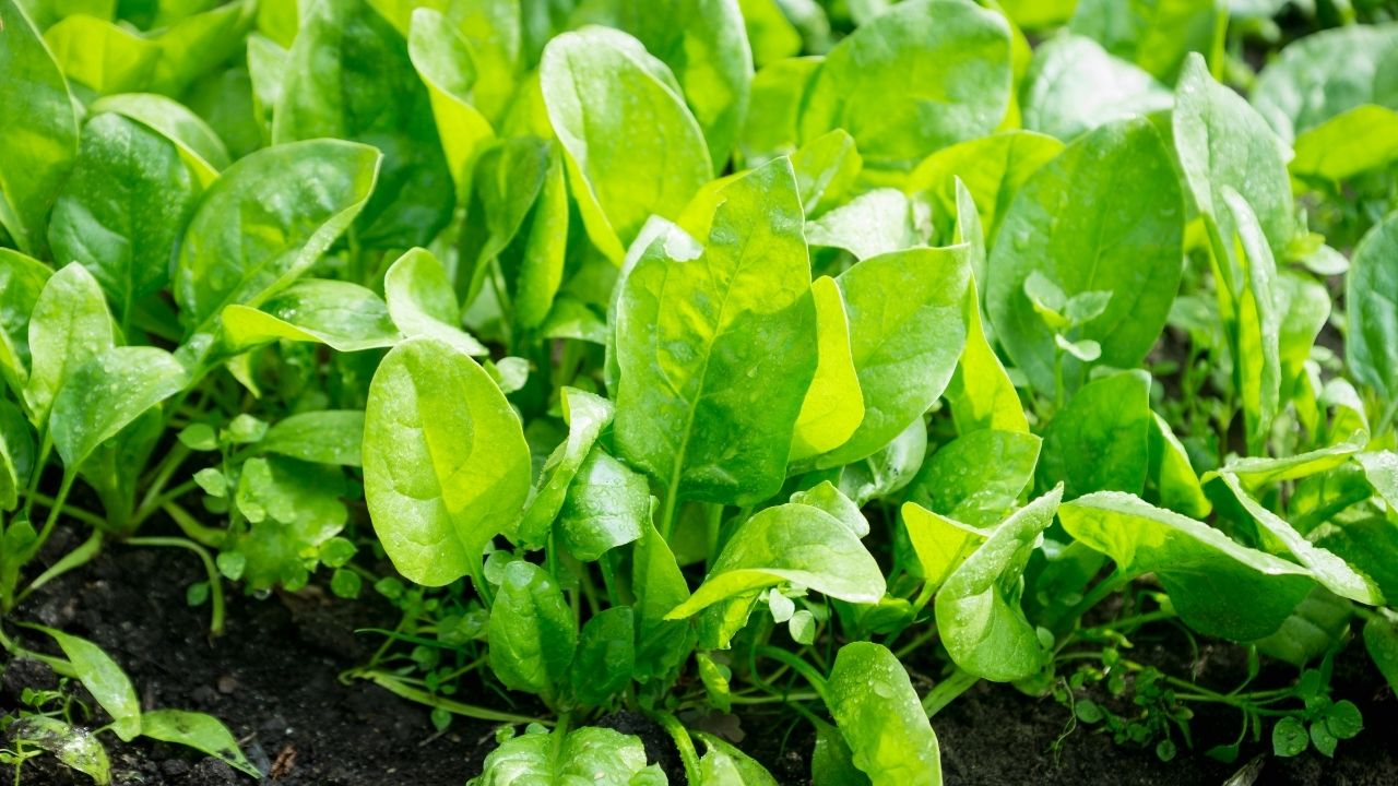 How To Grow Perpetual Spinach Useful [11] Spinach Care Tips