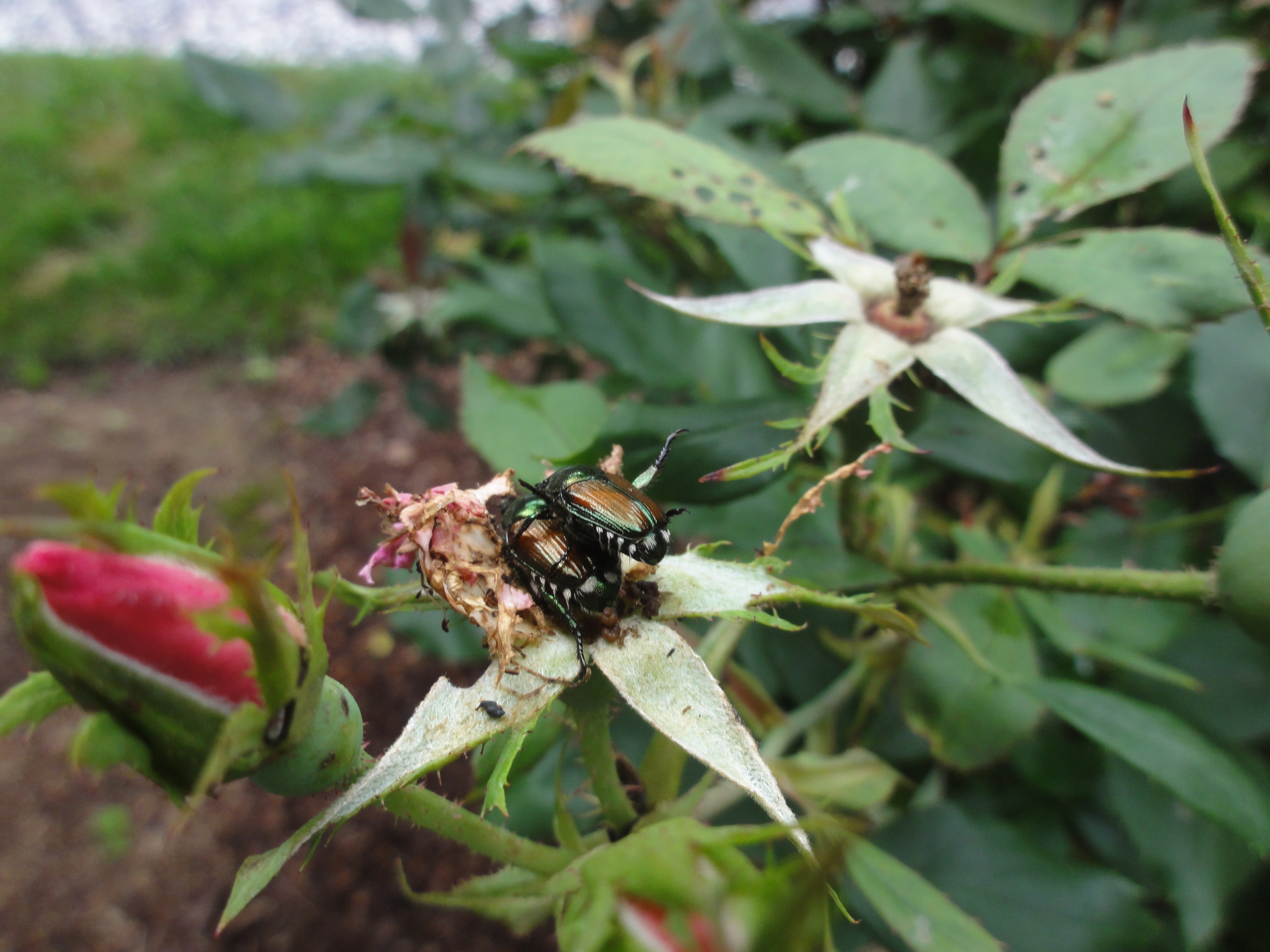 DSC03074 Garden Makeover Company