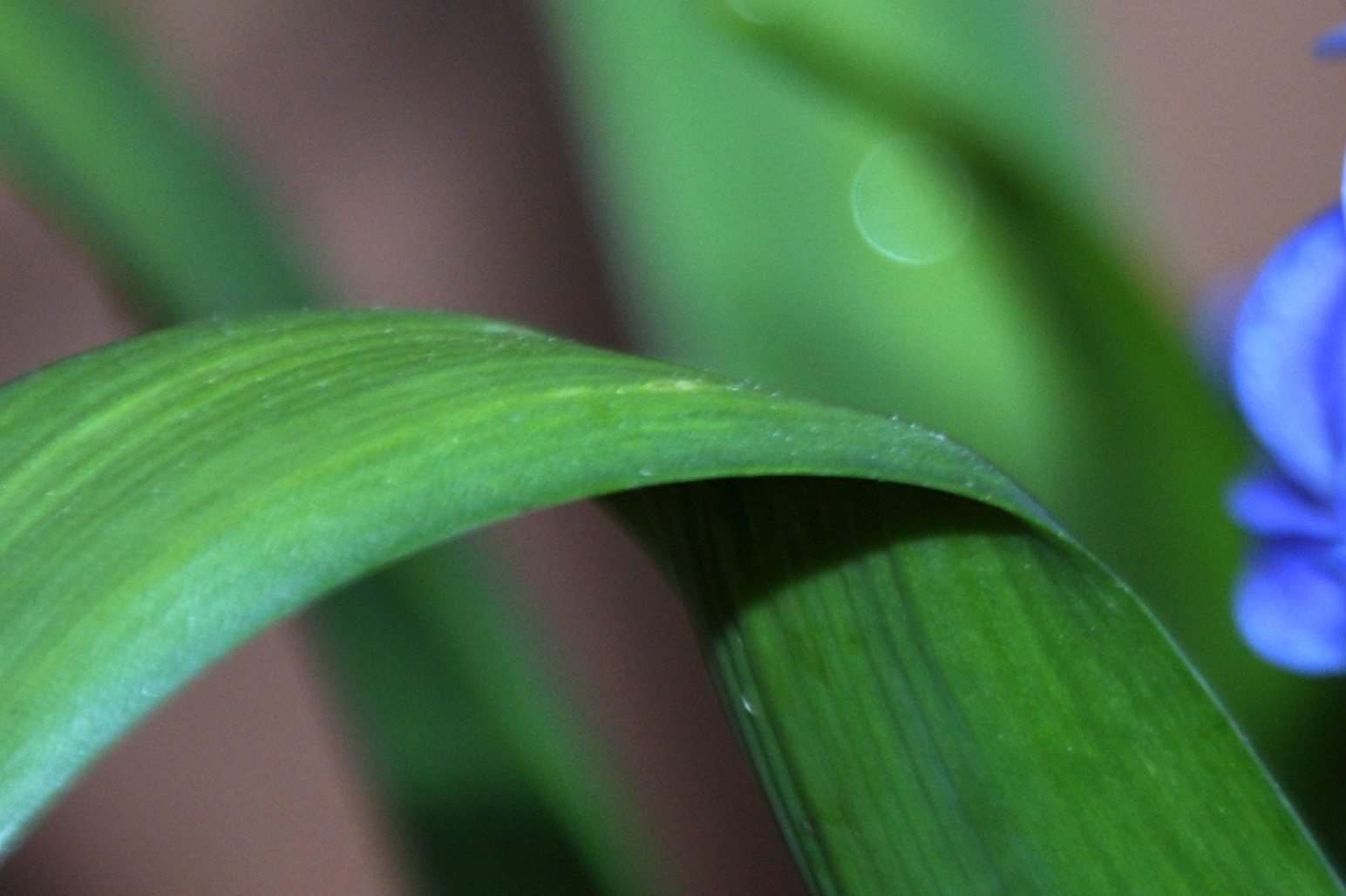 Hyacinth Can you Smell It? Gardening Nirvana