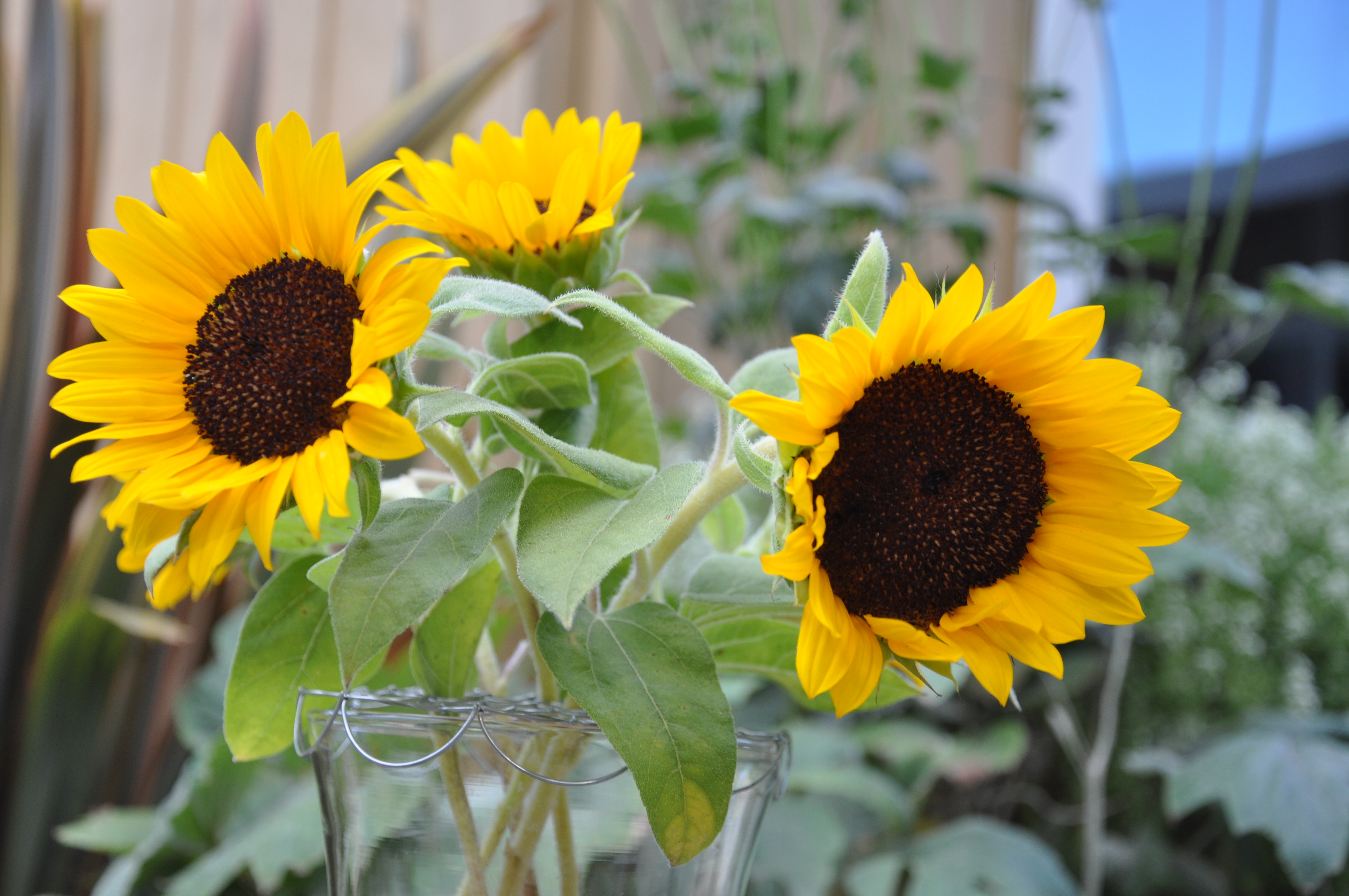 In a Vase on Monday Gardening Nirvana