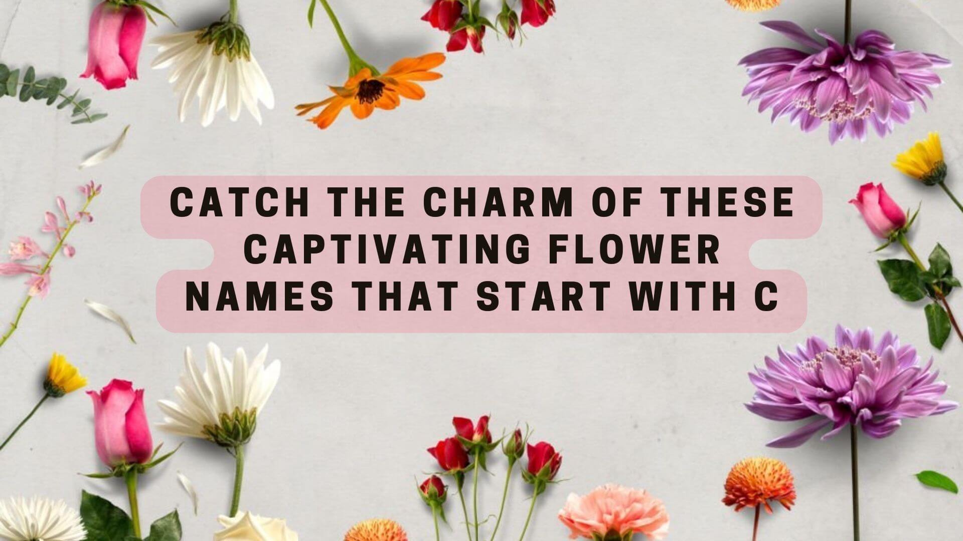 🌺Catch the Charm of These Captivating Flowers that Start with C