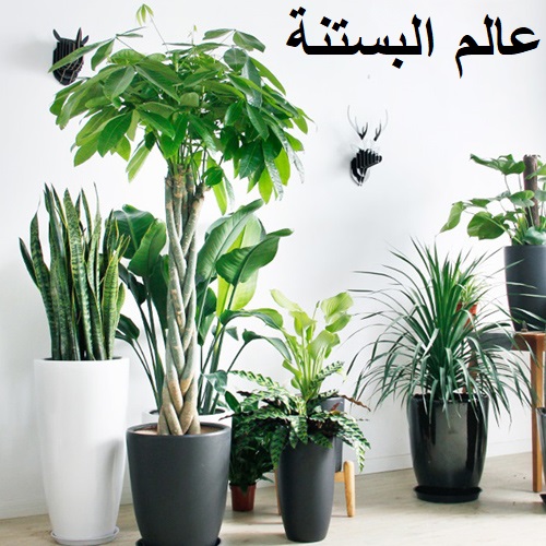 أهم الإرشادات والنصائح للعناية في النباتات الداخلية في