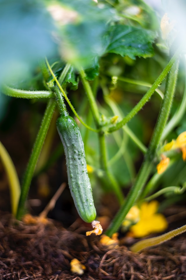 How to Grow Cucumbers in Florida Gardening Savvy