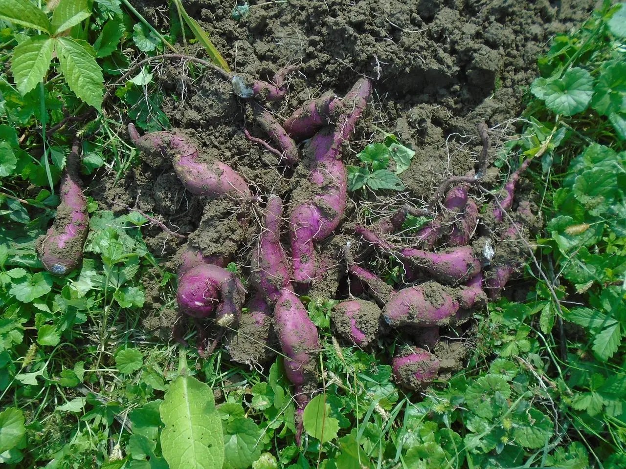 Sweet Potatoes Per Plant Harvesting Tips and Yield Gardening's Core